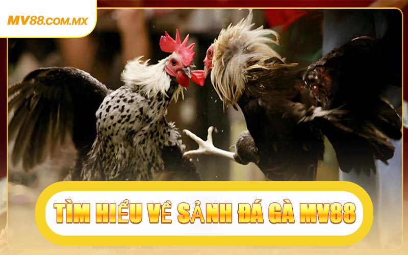 Tìm Hiểu Về Sảnh Đá Gà MV88