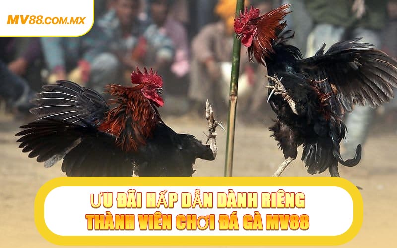 Ưu Đãi Hấp Dẫn Dành Riêng Thành Viên Chơi Đá Gà MV88