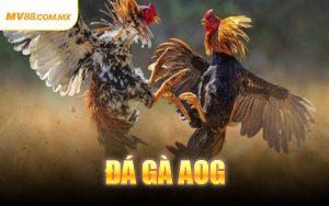 Đá Gà AOG
