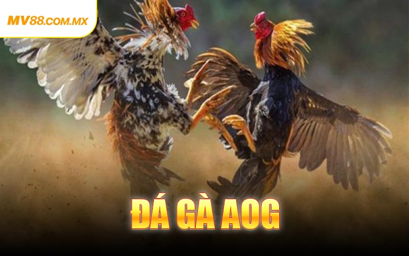 Đá Gà AOG