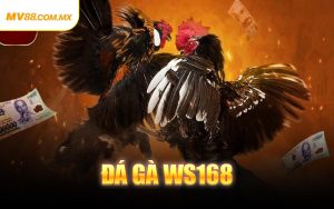 Đá Gà WS168