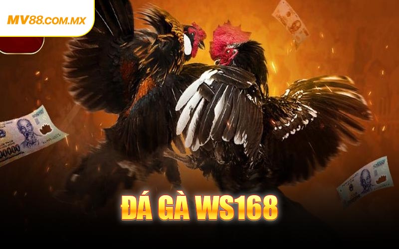 Đá Gà WS168
