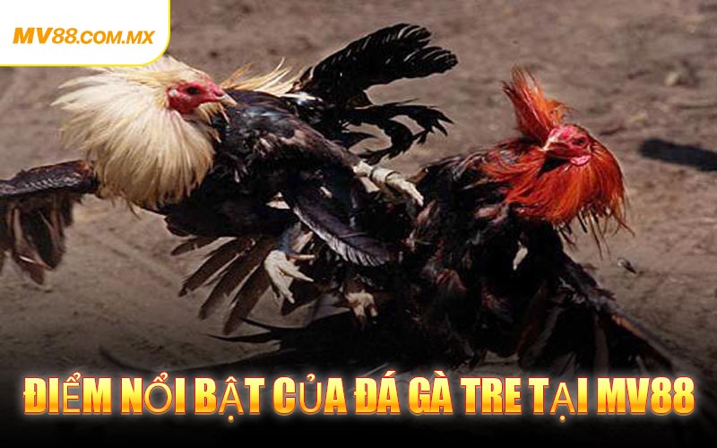 Điểm nổi bật của Đá Gà Tre tại MV88