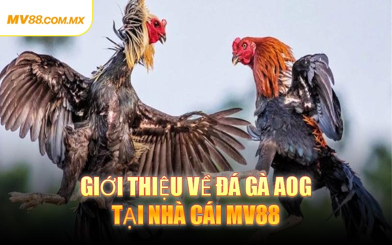 Giới Thiệu Về Đá Gà AOG Tại Nhà Cái MV88