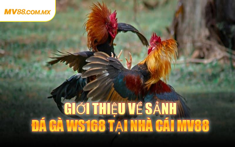 Giới Thiệu Về Sảnh Đá Gà WS168 Tại Nhà Cái MV88