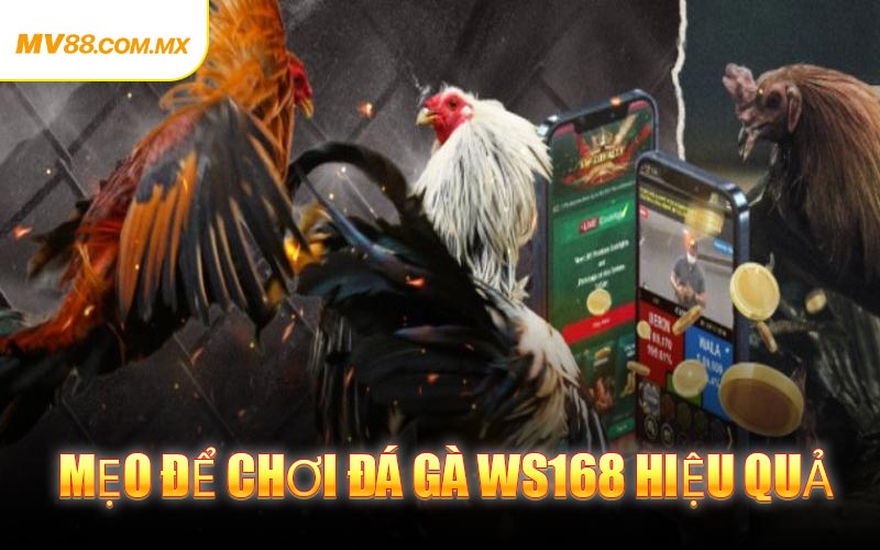 Mẹo Để Chơi Đá Gà WS168 Đạt Hiệu Quả