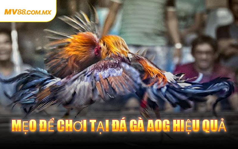 Mẹo Để Chơi Tại Đá Gà AOG Hiệu Quả