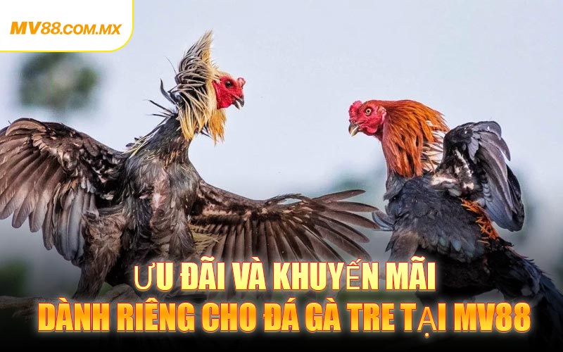 Ưu đãi và khuyến mãi dành riêng cho Đá Gà Tre tại MV88